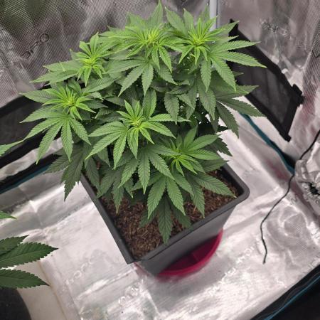 Lockdown Kush