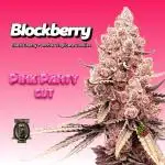 BlockBerry by BlockheadBudz