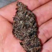 420FastBuds LemonCherryCookiesAuto