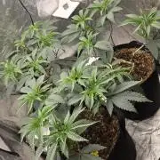 Ice Cream Cake - SeedJunkyGenetics