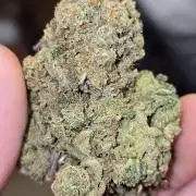 Francos Lemon Cheese Steckling