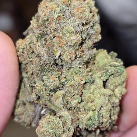 Francos Lemon Cheese Steckling