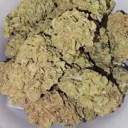 Francos Lemon Cheese Steckling