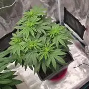 Lockdown Kush