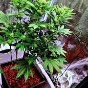 Lockdown Kush