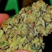 Francos Lemon Cheese Steckling