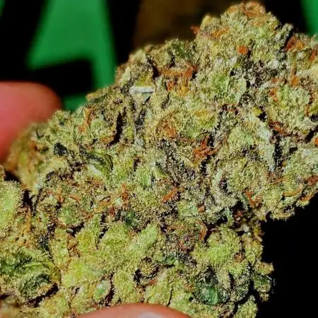 Francos Lemon Cheese Steckling