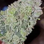 Francos Lemon Cheese Steckling