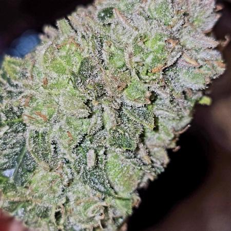 Francos Lemon Cheese Steckling