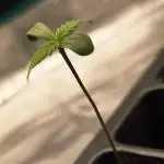 Strawberry Gorilla Auto by Fastbuds