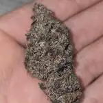 420FastBuds LemonCherryCookiesAuto