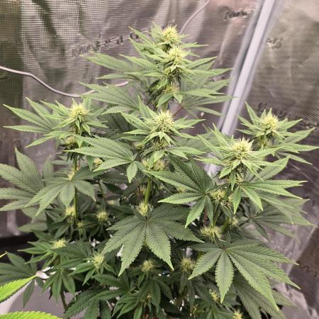 Lockdown Kush