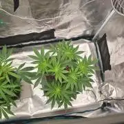 Lockdown Kush