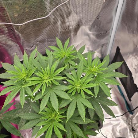 Lockdown Kush