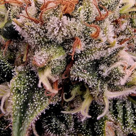 Francos Lemon Cheese Steckling