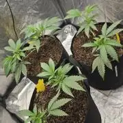 Ice Cream Cake - SeedJunkyGenetics