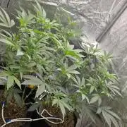 Ice Cream Cake - SeedJunkyGenetics