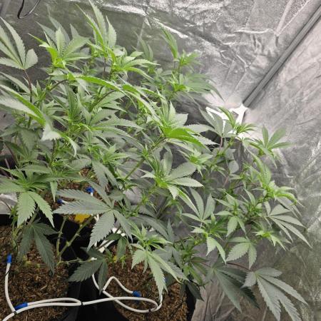 Ice Cream Cake - SeedJunkyGenetics