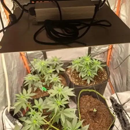 Grow # 4: Newbie Auto Run