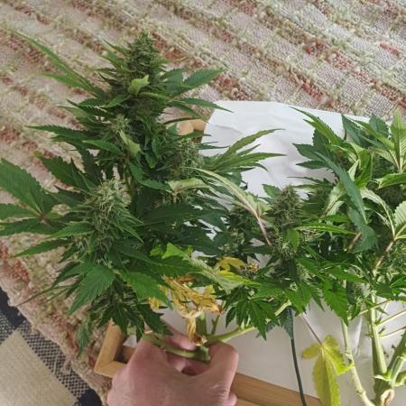 Another micro grow