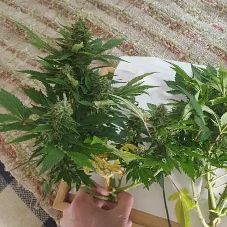 Another micro grow