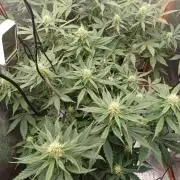 Melon Mosh Smart Grow