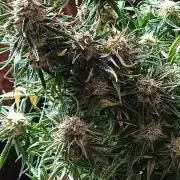 Divine Seeds Black Opium