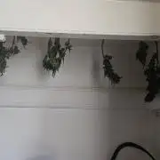 Divine Seeds Black Opium