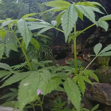 Outdoor bagseed grow