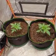 Melon Mosh Smart Grow