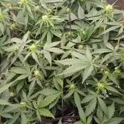 Melon Mosh Smart Grow