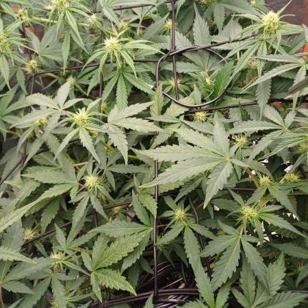 Melon Mosh Smart Grow