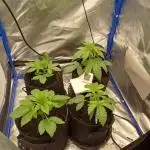 Another micro grow