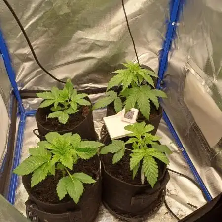 Another micro grow