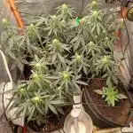 Grow # 4: Newbie Auto Run