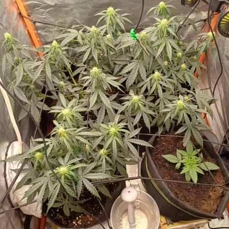 Grow # 4: Newbie Auto Run