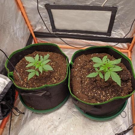 Melon Mosh Smart Grow