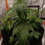 Another micro grow