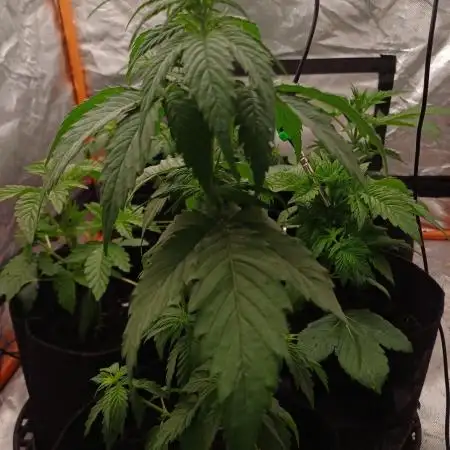 Another micro grow