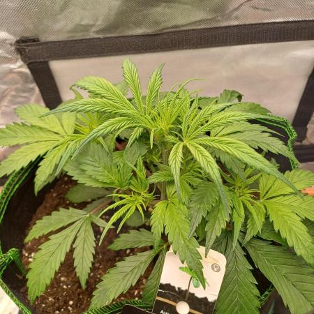 Divine Seeds Auto Pablo Escobar