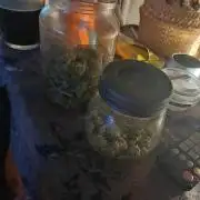 Divine Seeds Auto Pablo Escobar