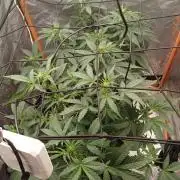 Melon Mosh Smart Grow