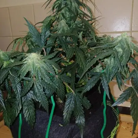 Grow # 4: Newbie Auto Run