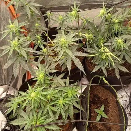 Grow # 4: Newbie Auto Run