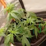 Grow # 4: Newbie Auto Run