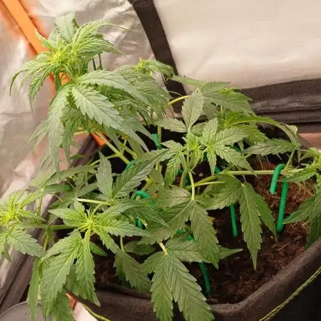 Grow # 4: Newbie Auto Run