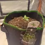 Divine Seeds Auto Pablo Escobar