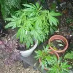 Outdoor bagseed grow