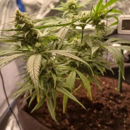 My first grow.. Royal Domina
