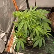 Divine Seeds Auto Pablo Escobar